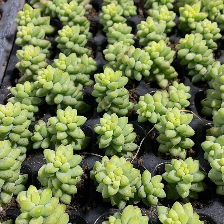 小玉坠1元带土发货