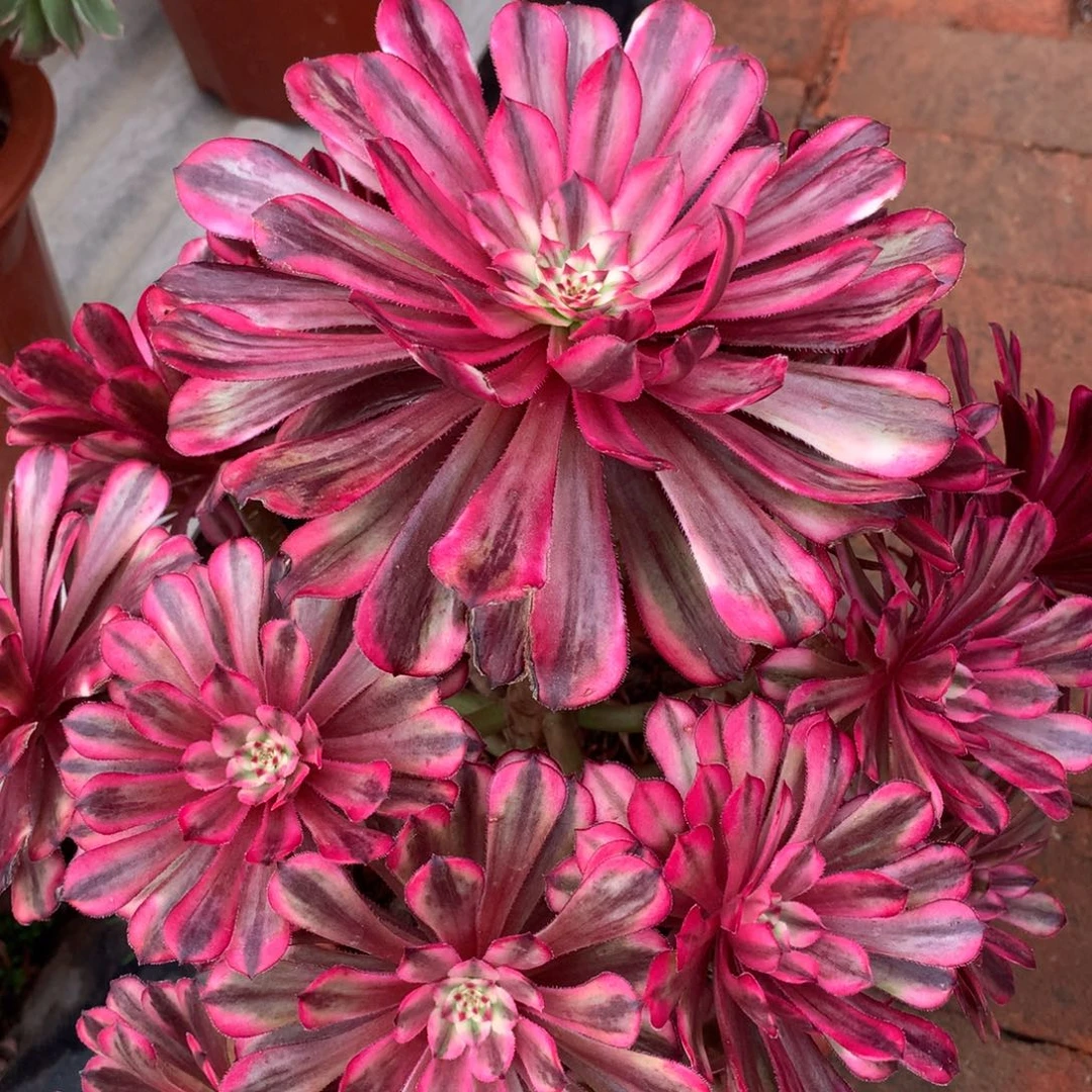 玉颜仙子，多肉植物