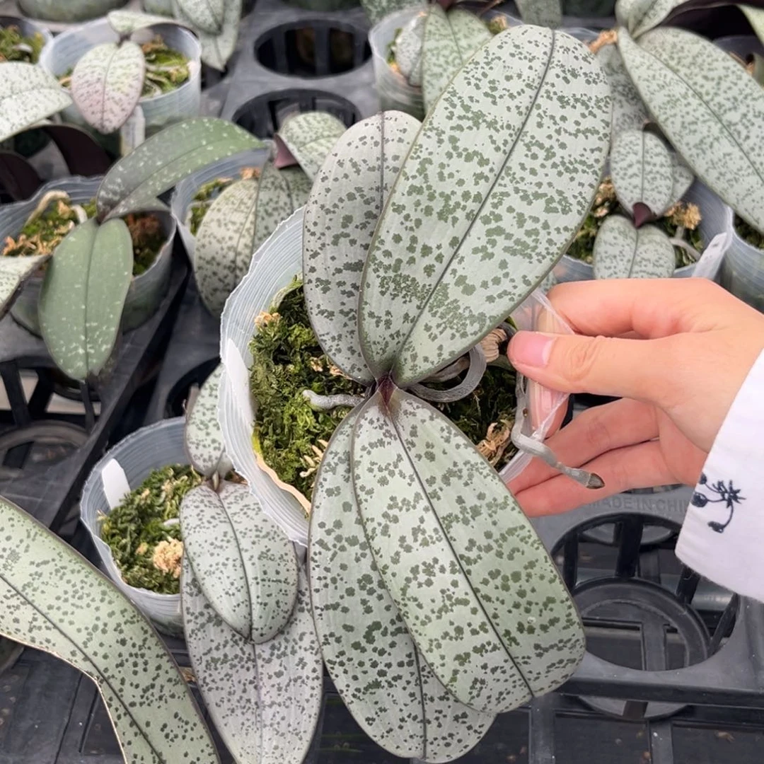 无花朵3.5寸银叶脉纹分生抽梗苗
