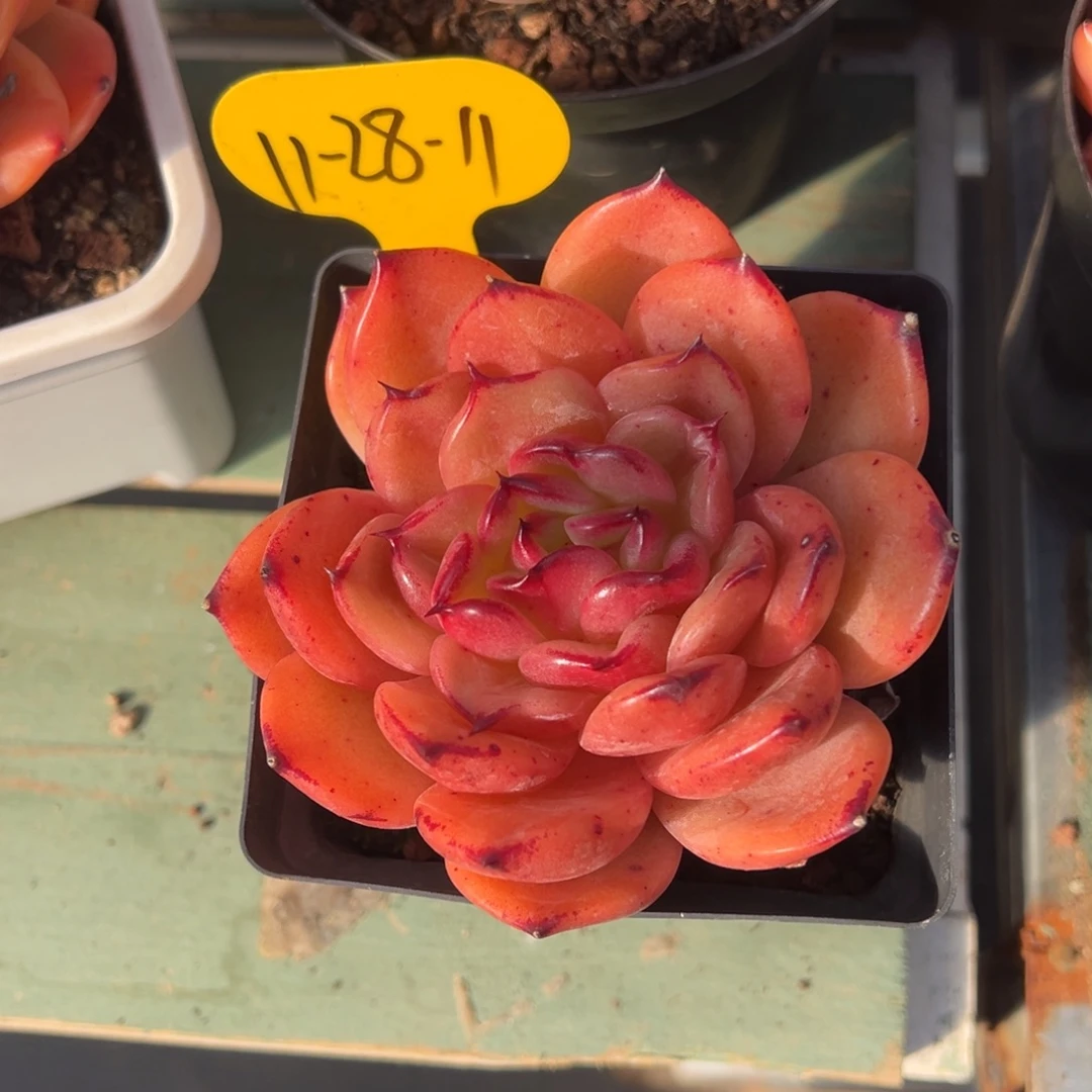 花****11-28-11单头东云多肉植物
