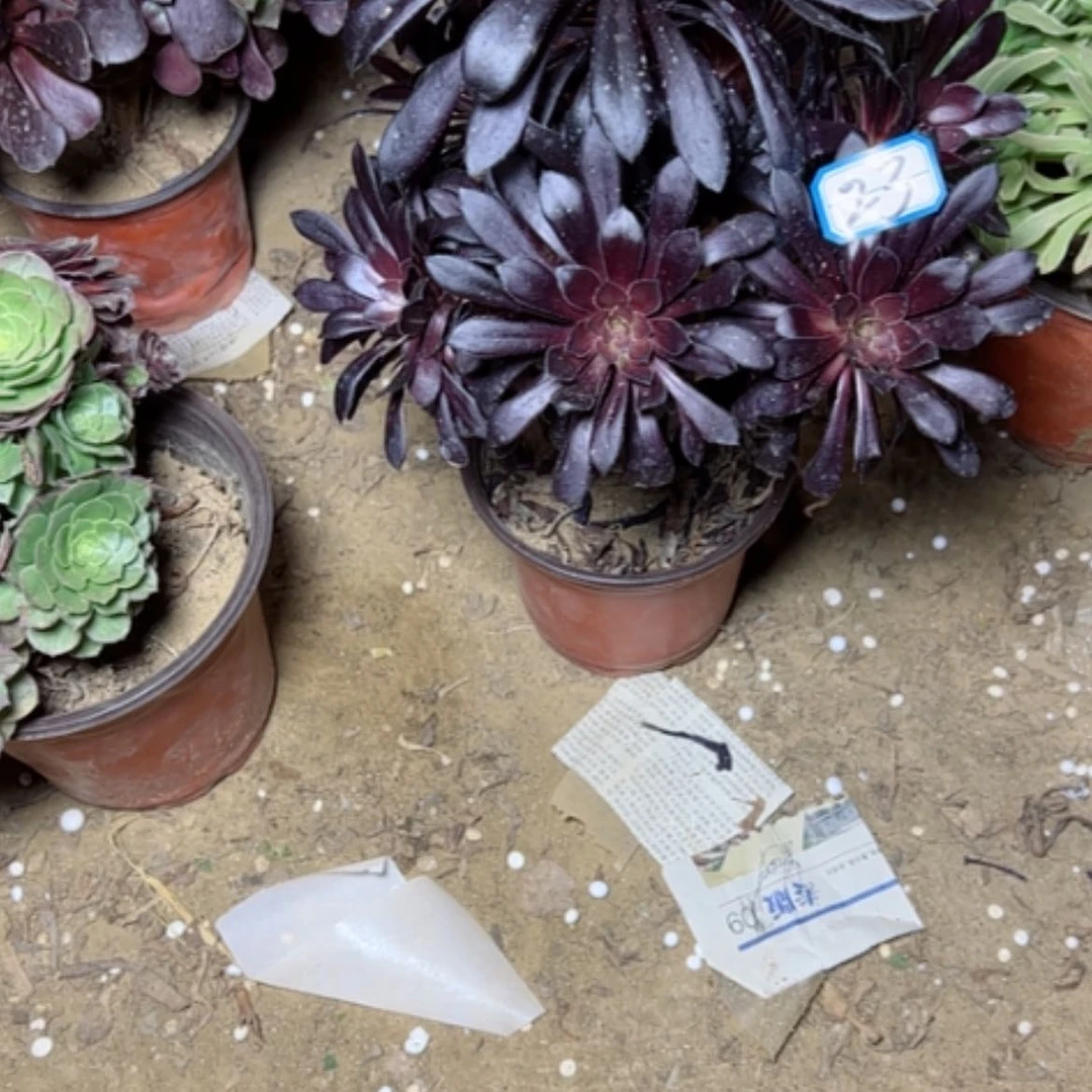 【闪购商品】多肉植物墨法师23