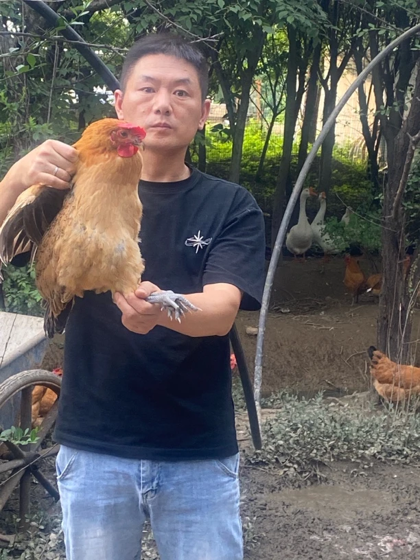 （2只装）农家正宗纯粮散养黄油老母鸡净重不低于5斤 包冰率不含冰