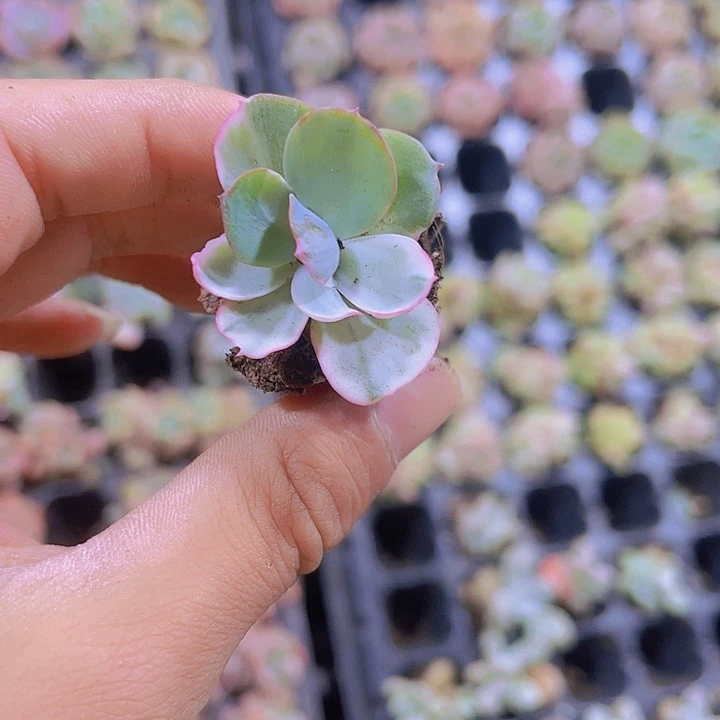 精品伯克利锦多肉植物