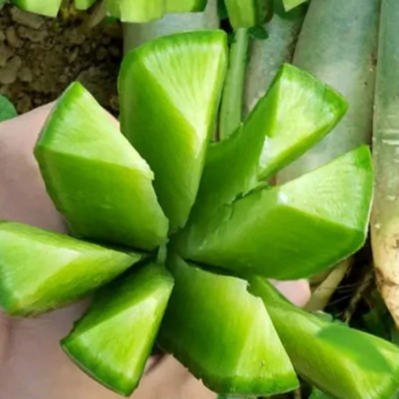 【精品推荐】潍县水果萝卜脆甜爽口多汁