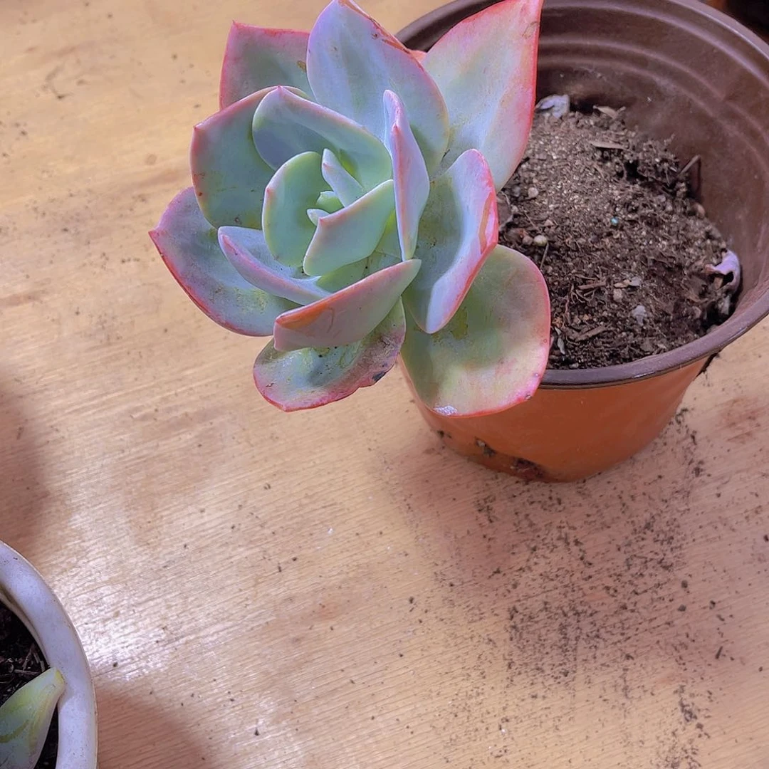 香**下0000000000000130