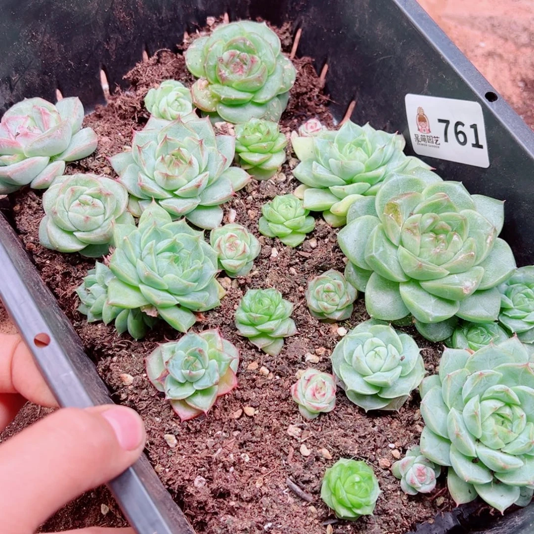 多肉植物多肉植物