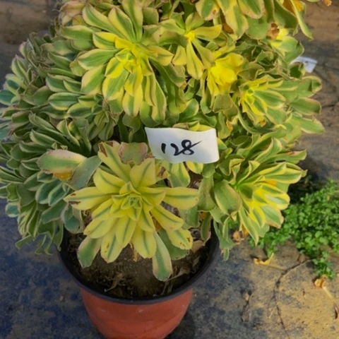 艳日伞多肉植物一物一拍128多肉