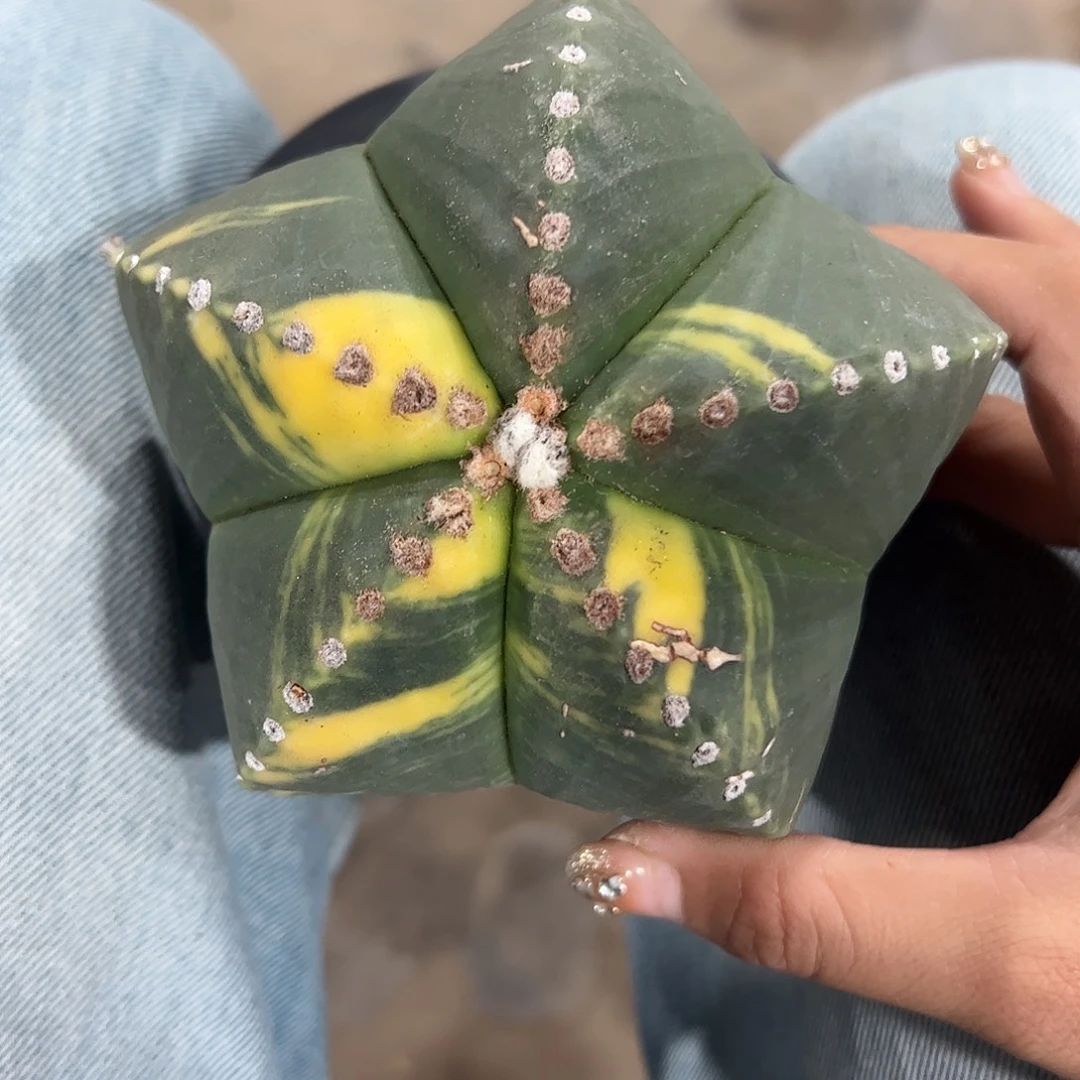 龘***龘实生鸾凤玉锦一物一拍