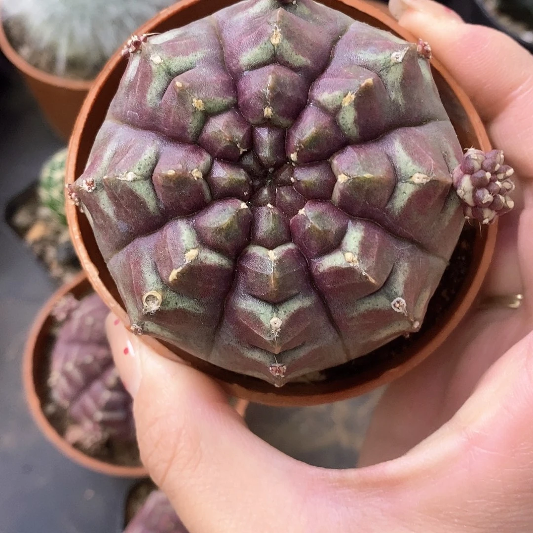 清***美一物一拍一棵仙人球