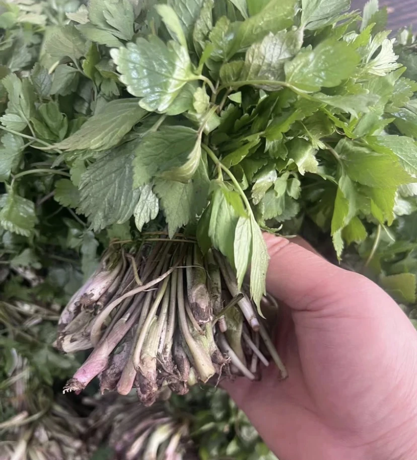 东北野生二甲芹（大叶芹）