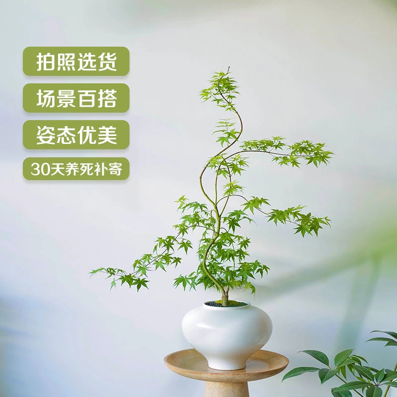 一物一拍流泉枫树红枫盆栽团扇枫树南北方种植耐寒耐冻