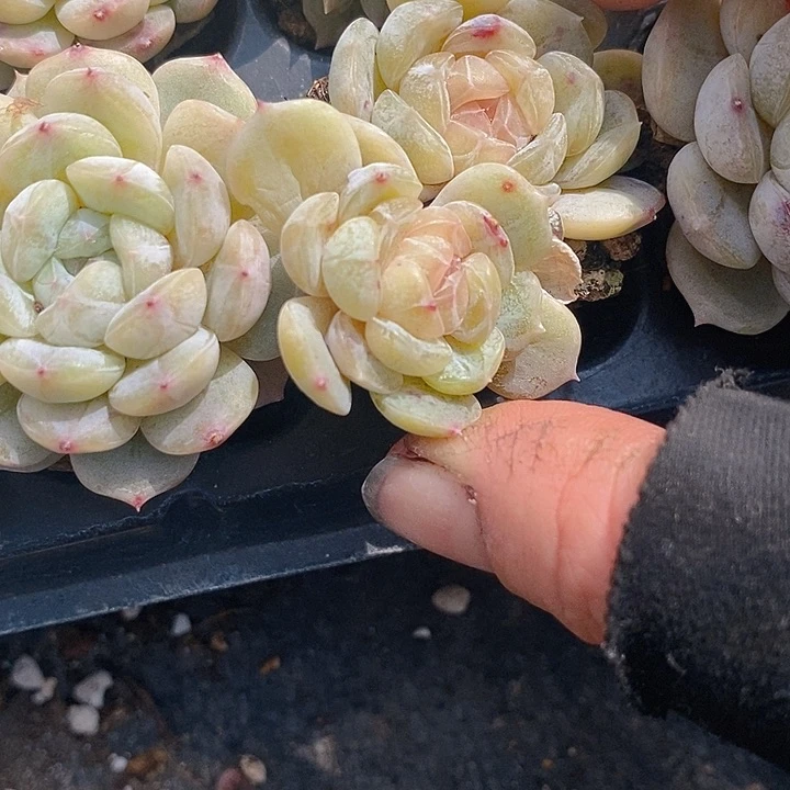 121-122 多肉植物盆栽花卉植物