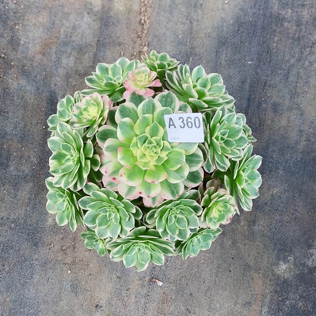 海王360多肉11111