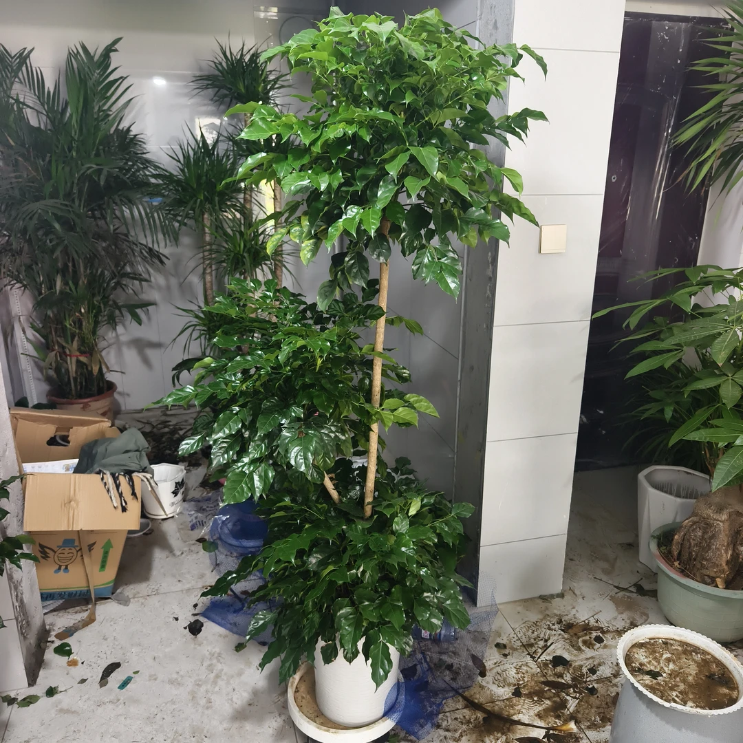 三层幸福树（好运和幸福）