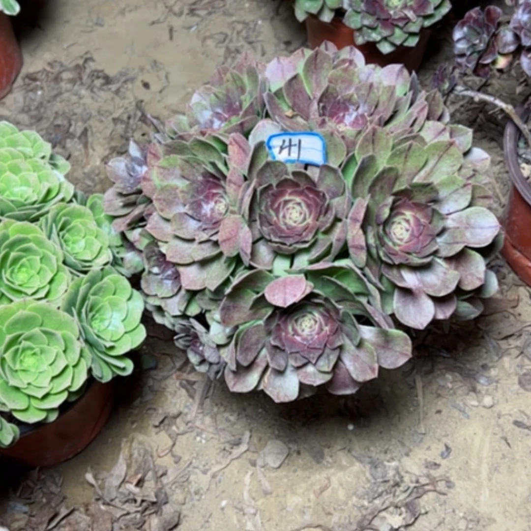 【闪购商品】万拉丝41