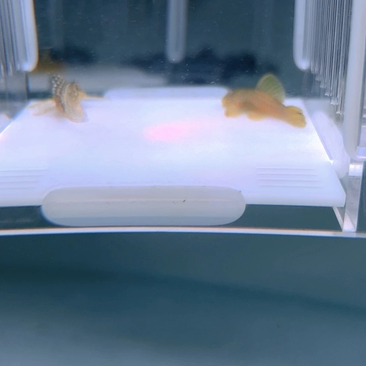 清道夫鱼19-023白金薄荷和黄金达摩各一条