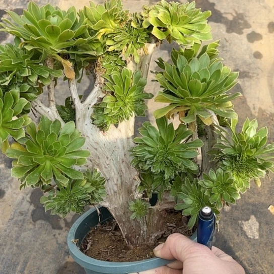 多肉植物绿缀化6