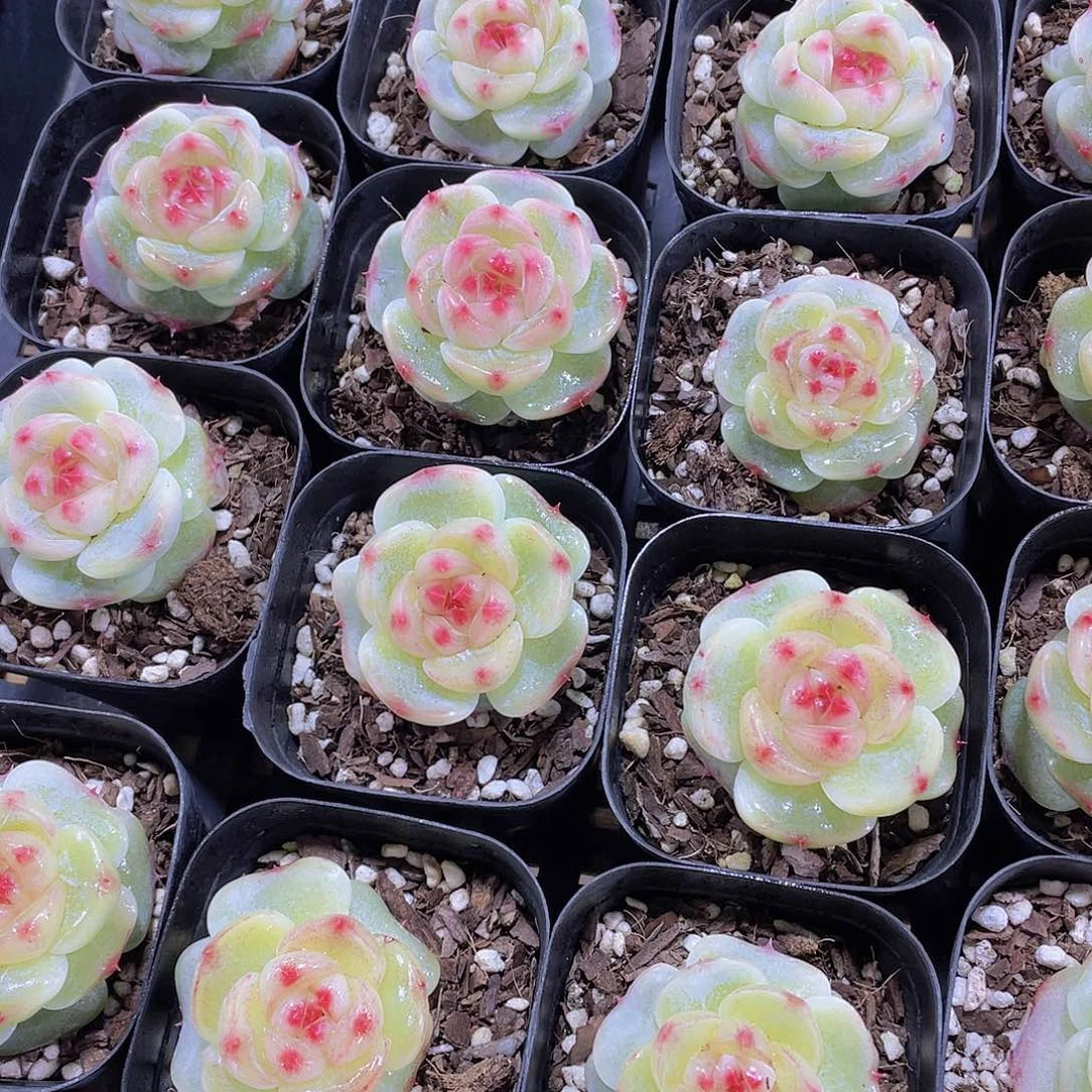 量拍149 号 绿菩提珍妮单头一个