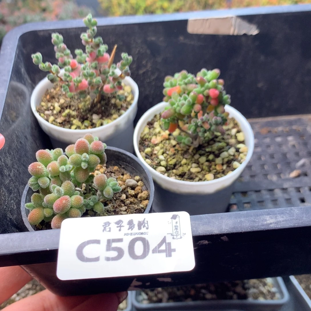 504冰晶蜜叶莱斯