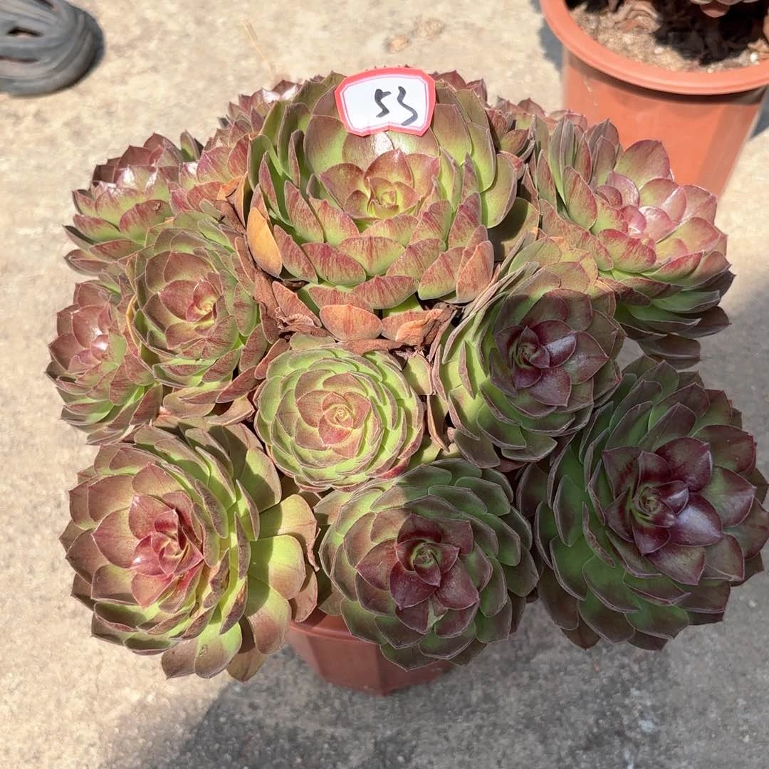 无花朵53黑膜多肉植物