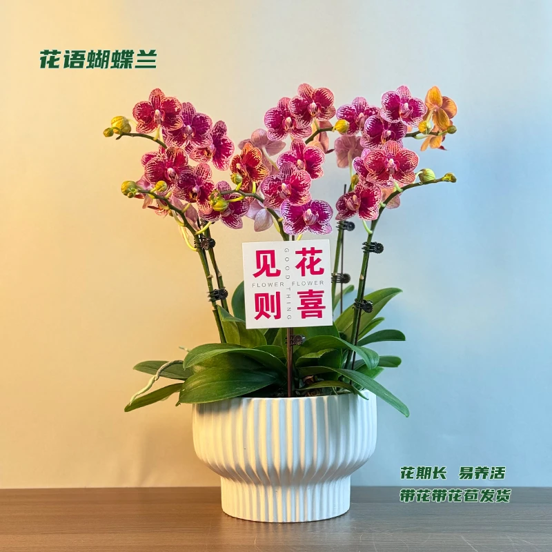 蝴蝶兰【可樂】 带花带花苞发货 室内客厅阳台花卉 好养易活