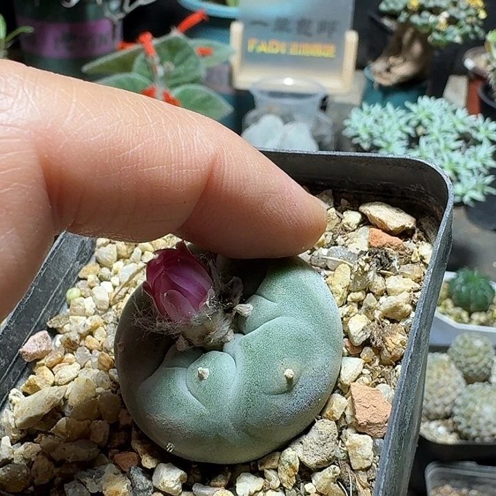 184蓝白肌海鲜带盆发货