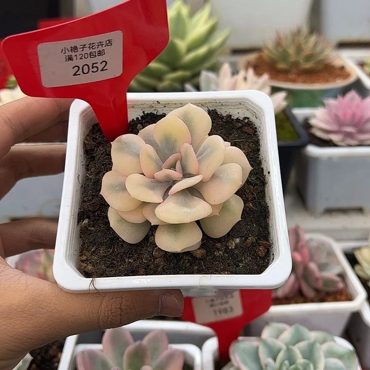 2052号雪精灵多肉