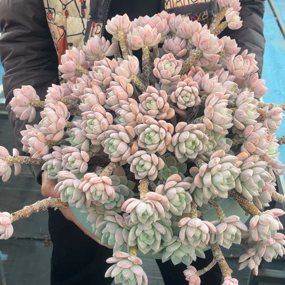 凡***心路凝香脱土发货。40cm