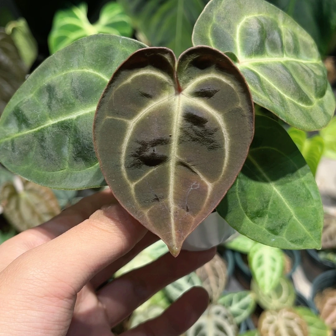 不开花植物贝斯杂红心霍夫曼