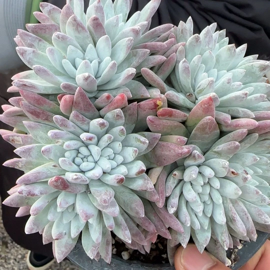 王*火20250202w多肉火火