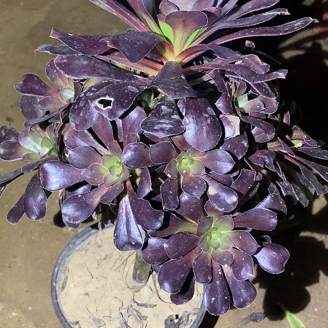 831红酒圆叶多肉植物无售后