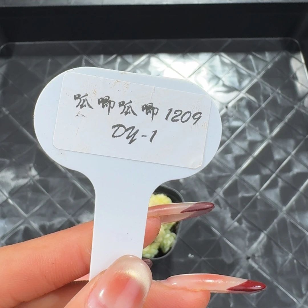 1209-1-200链接（有货再拍）多肉