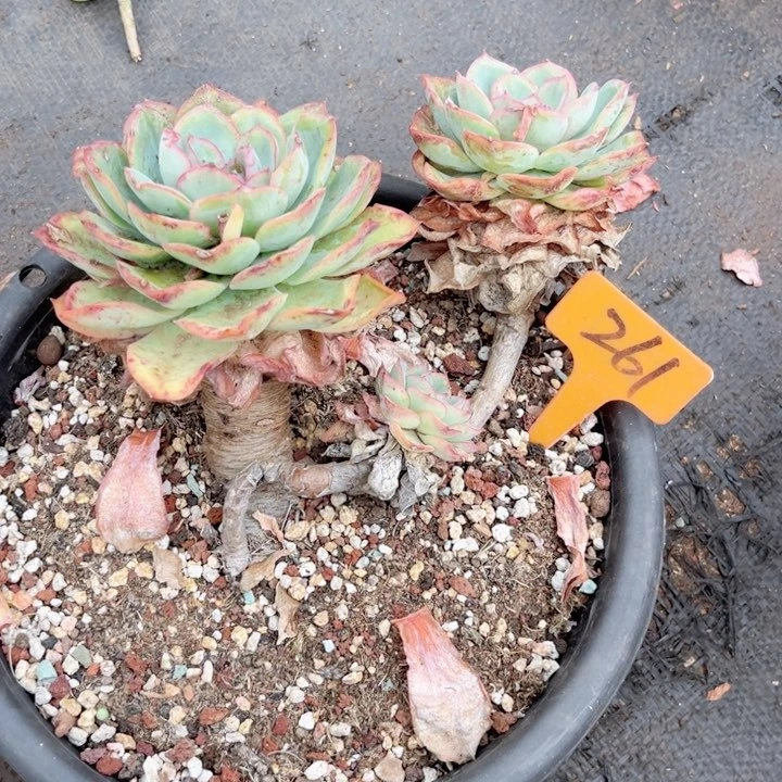 晨语多肉物一拍261