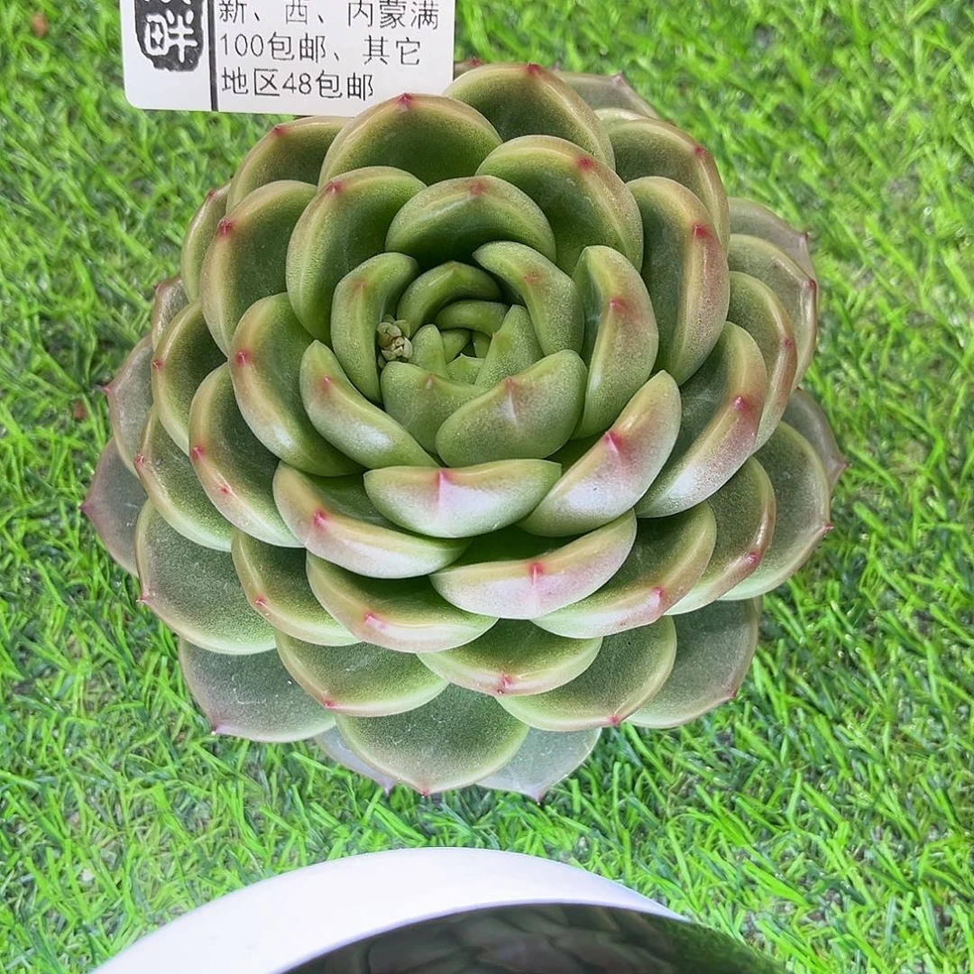 317……………………………………珍妮