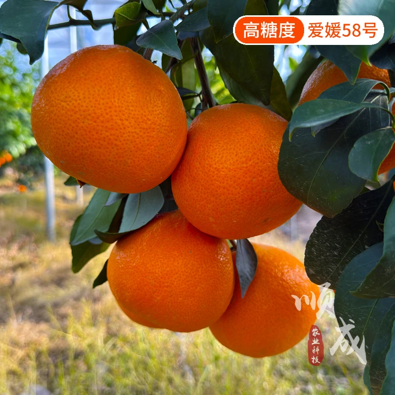 柑橘树苗新品高糖爱媛58号柑橘苗早熟大果易剥离细嫩化渣果树苗木
