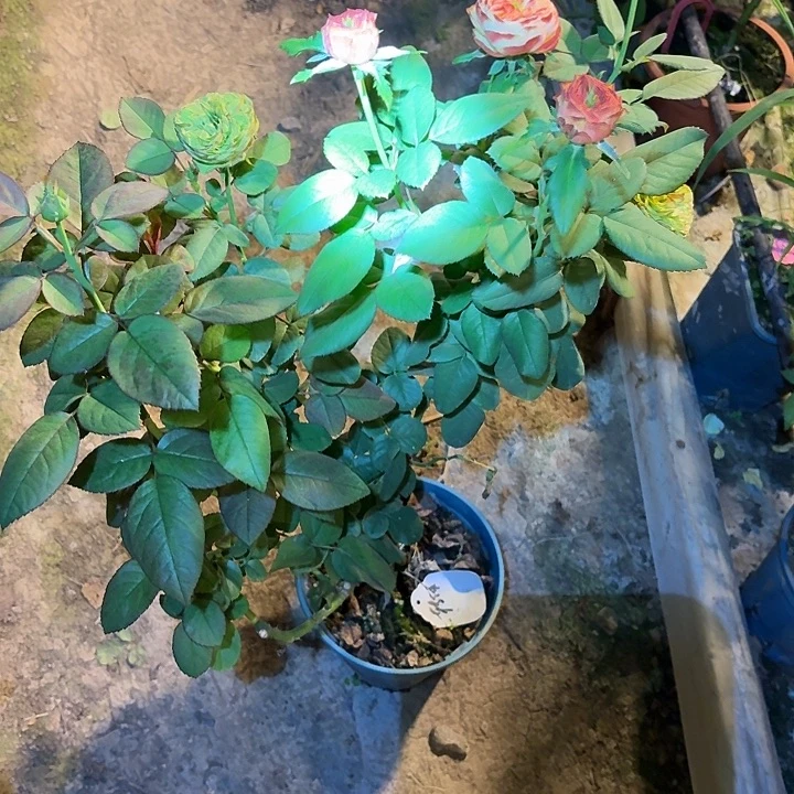 无花朵转体中苗一加