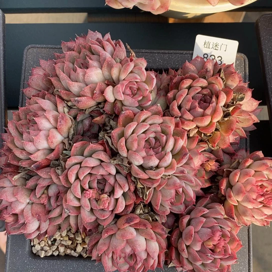 梦*?杂交精品多肉823