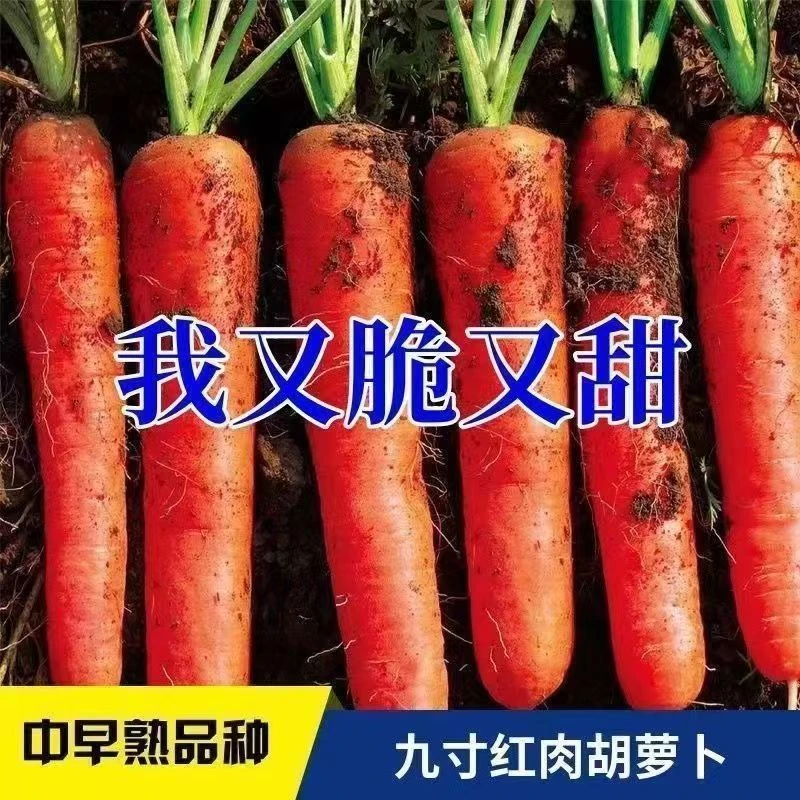 【花蜓】胡萝卜种子高产九寸三红胡萝卜籽耐热蔬菜种子大全
