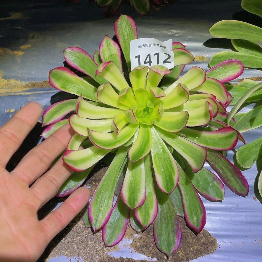 风**沙1412琉璃女神菊花多肉植物