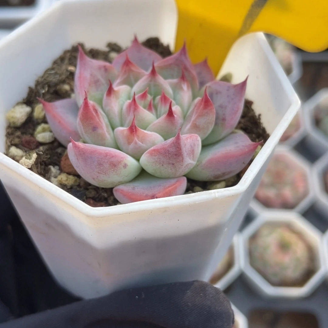 929婚戒多肉植物386768