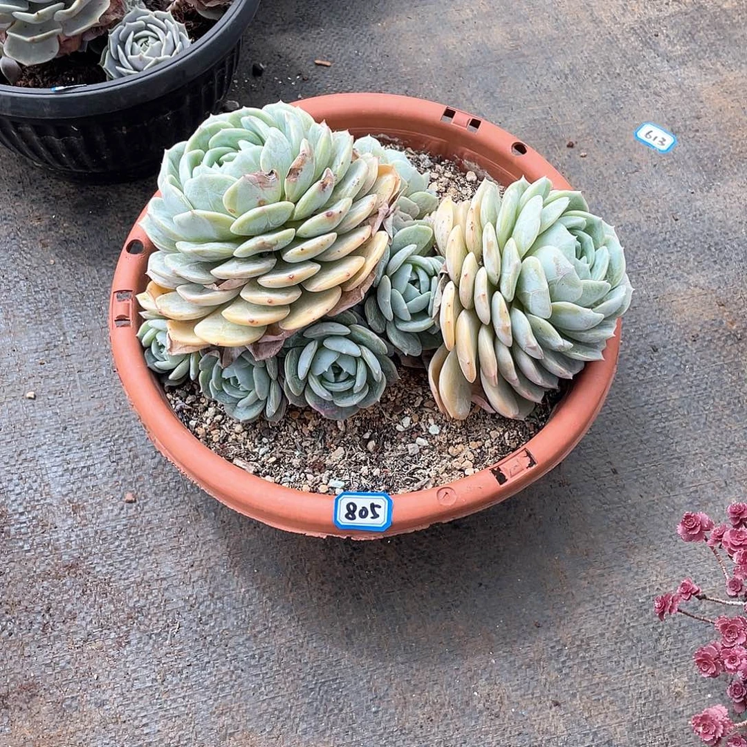 805老林 一物一拍多肉