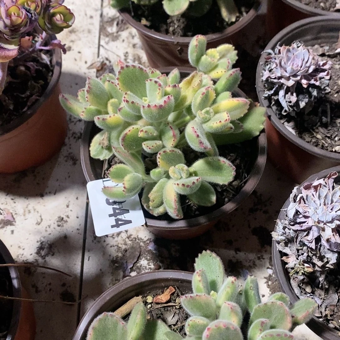 晒****梅844黄熊多肉植物