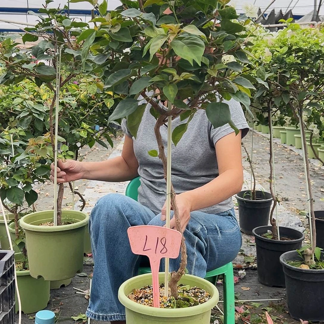 二***头大部分花苞少量开放L18暗夕