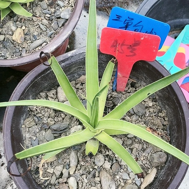 【闪购商品】无花朵龙舌兰章鱼