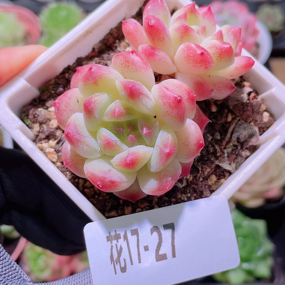 花利美17-27秘境冰魄