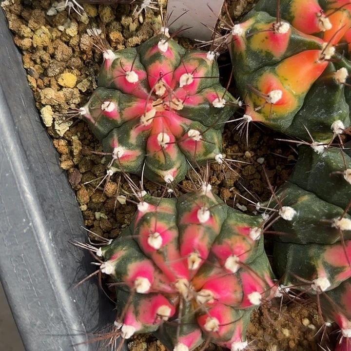 376-0805泰国发货多肉