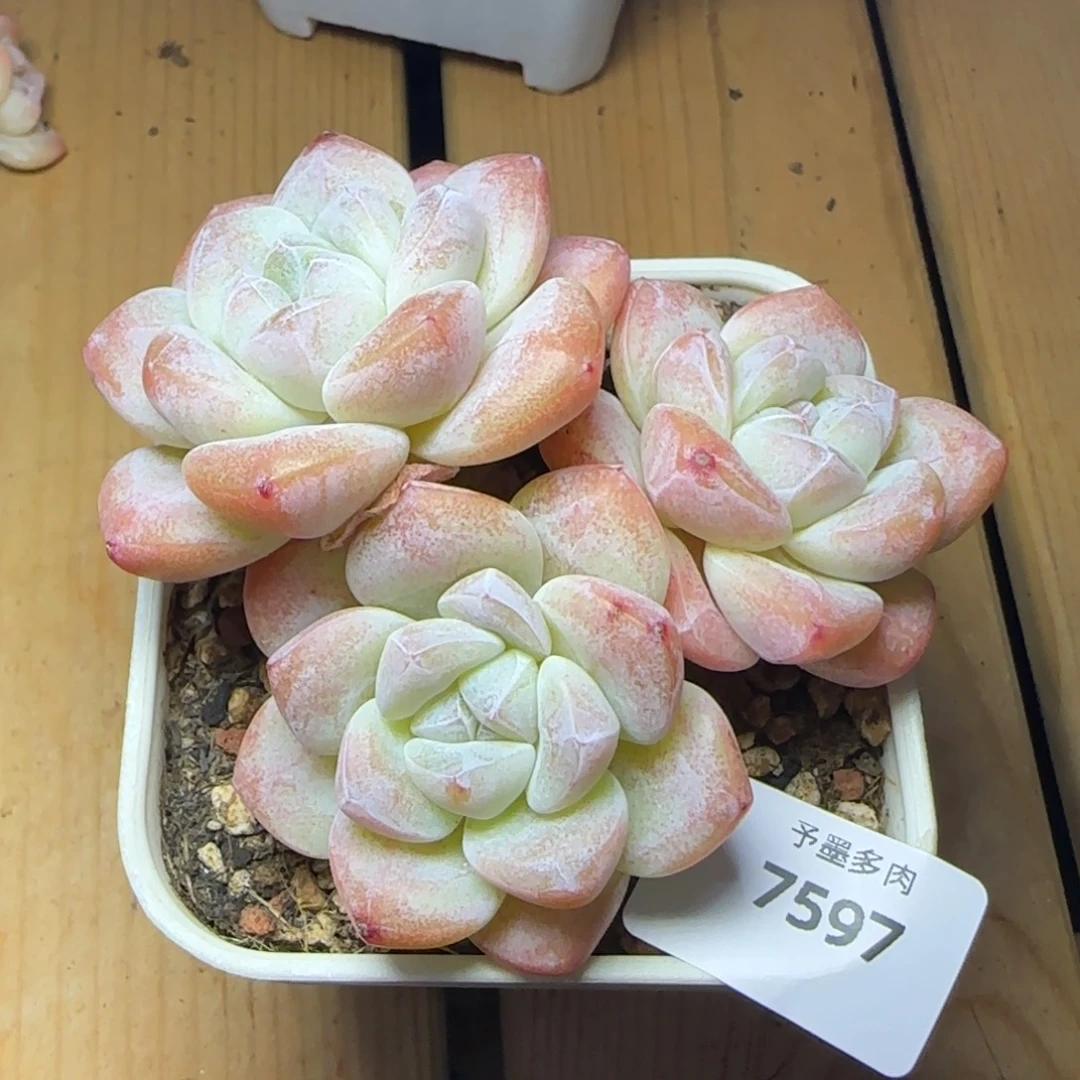 粗桩冰玉，7597多肉植物