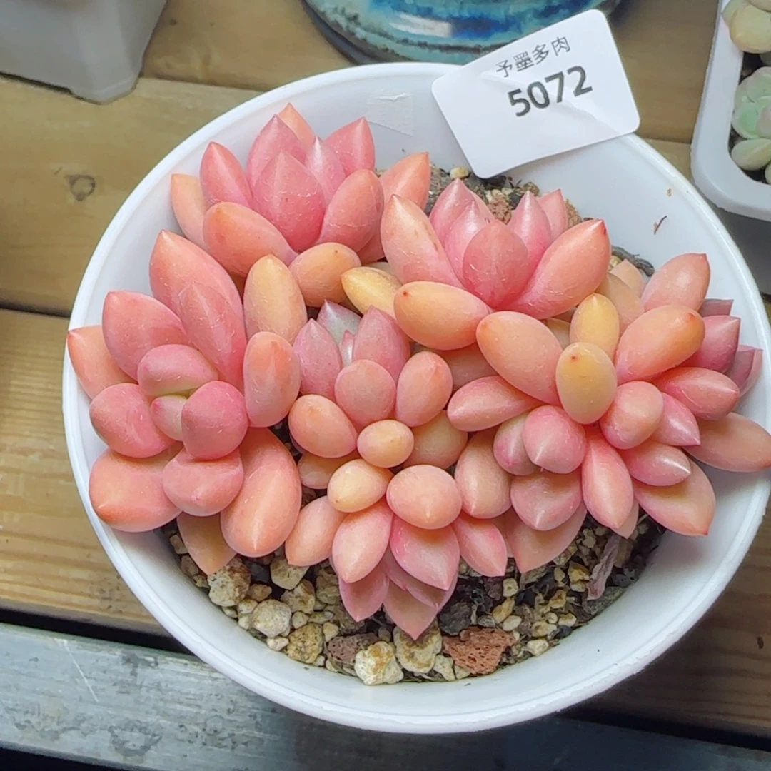 桃花源小树福利，5072多肉植物