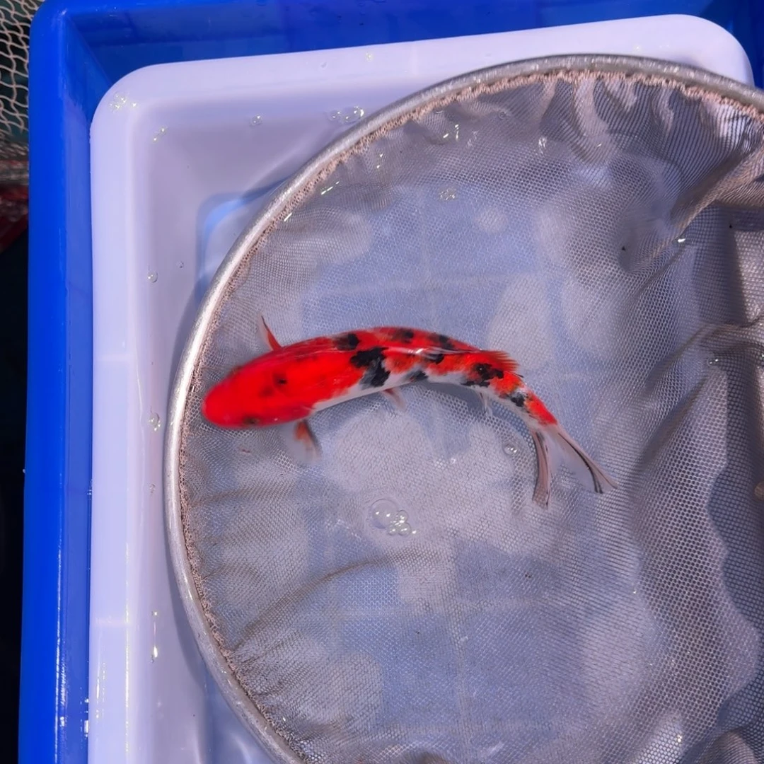 海水鱼精品锦鲤热卖中