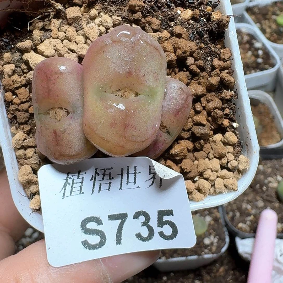 735号多肉植物哇c g